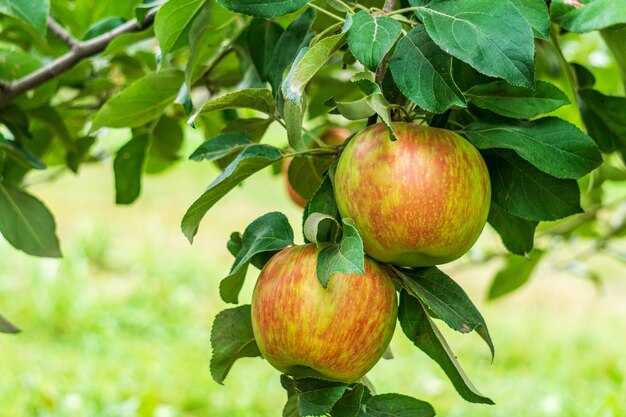 Crisp di mele mature sul ramo di un melo