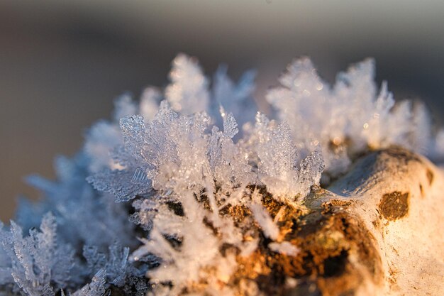 Cristalli di ghiaccio che si sono formati su un tronco d'albero e sono cresciuti in altezza