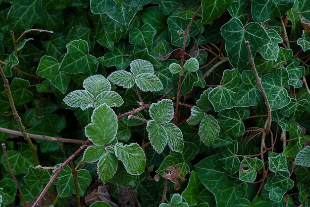 Cristalli di ghiaccio sull'erba verde da vicino Sullo sfondo della natura