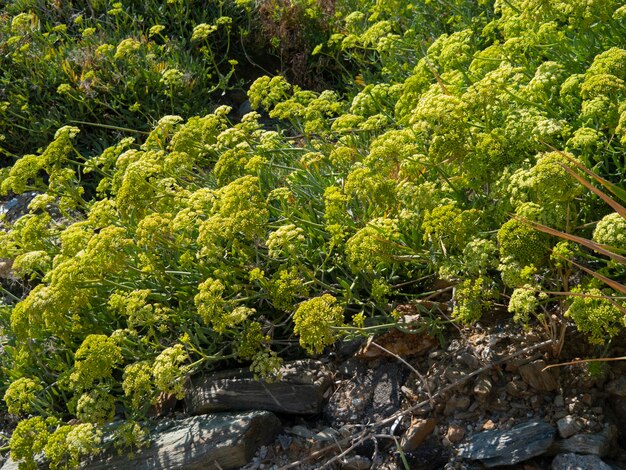 Crithmum Sea Krithmum (finocchio di mare o aneto di mare) sulla spiaggia in Grecia