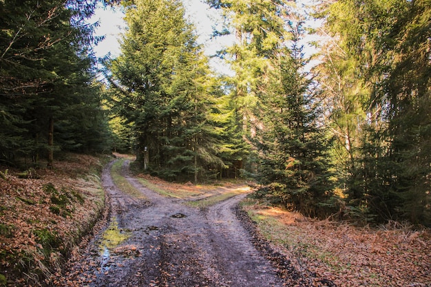 crocevia nel bosco con abeti