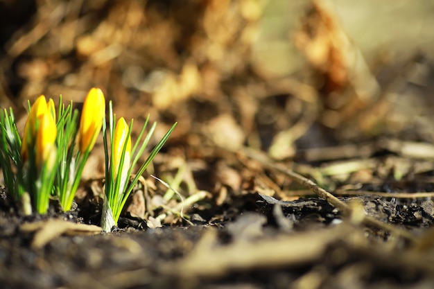 Crochi bianchi e gialli nel paese in primavera. Fiori primaverili luminosi. Fiorirono piante fresche e gioiose. I giovani germogli.