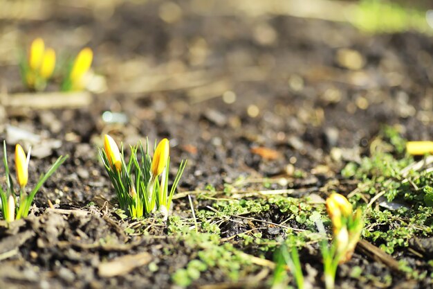 Crochi bianchi e gialli nel paese in primavera. Fiori primaverili luminosi. Fiorirono piante fresche e gioiose. I giovani germogli.