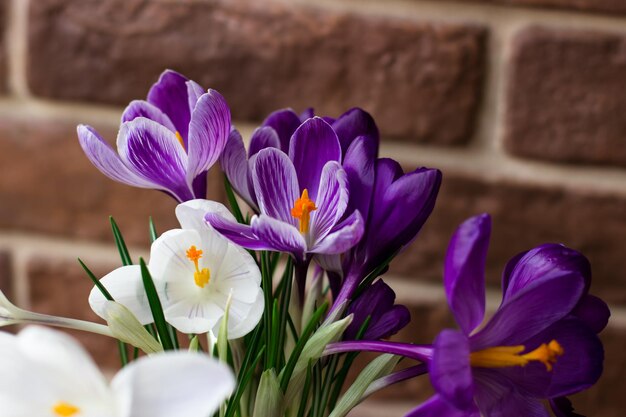 Crochi bianchi e viola Fiori primaverili all'interno