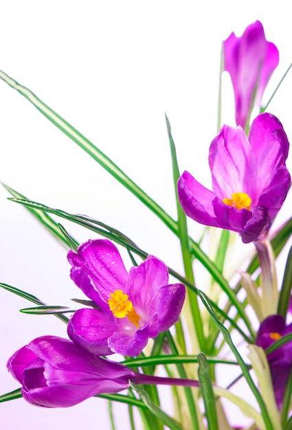 Crochi fiori di primavera su uno sfondo bianco