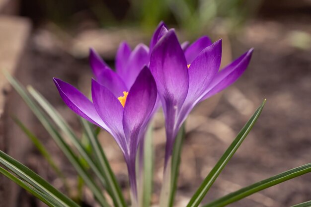 Crochi viola brillante