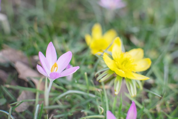 Crochi viola e gialli in primavera