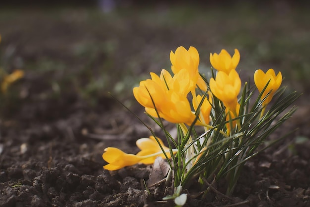 Crochi viola e gialli in primavera