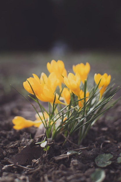 Crochi viola e gialli in primavera