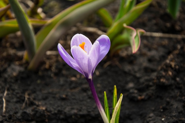 Crochi viola selvatici che fioriscono nel loro ambiente naturale nella foresta Crocus heuffelianus