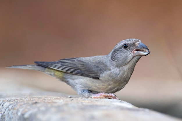 Crociera comune Loxia curvirostra Malaga Spagna