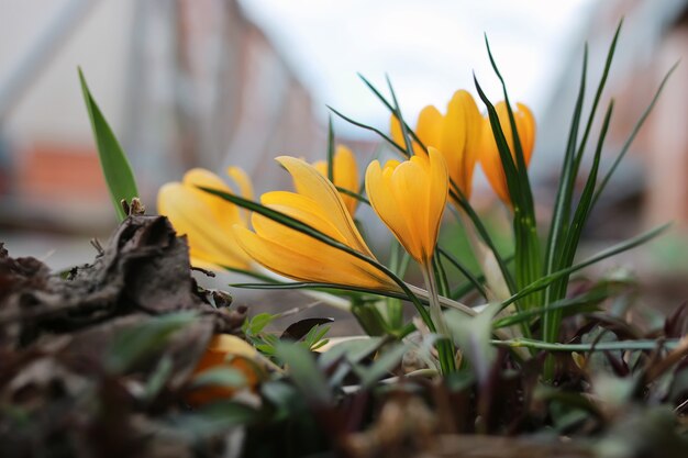 Croco di fiori di primavera