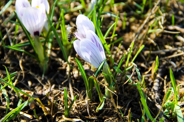 Croco viola all'inizio della primavera