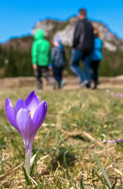 Croco viola nel prato e famiglia escursionistica sullo sfondo