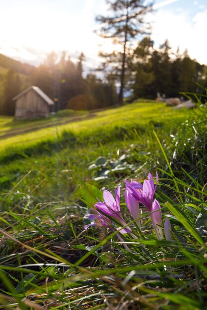 Crocus alle montagne Dolomiti, Italy