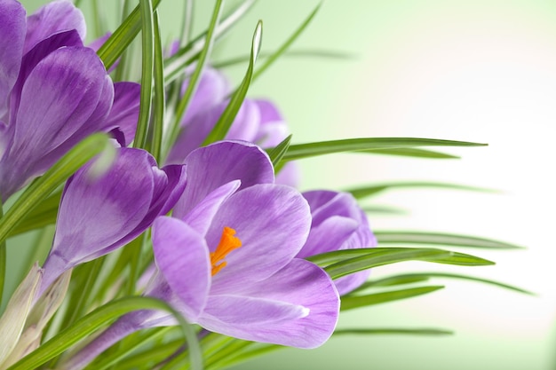 crocus fiori