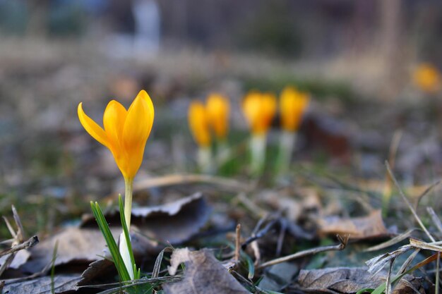 Crocus flavus è una specie di pianta da fiore del genere Crocus della famiglia Iridaceae.