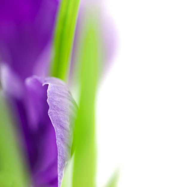 Crocus Flower Super Macro sfondo con messa a fuoco selettiva dello spazio di copia