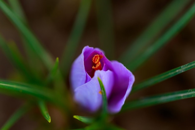 Crocus germoglio da vicino e stami rossi in boccio