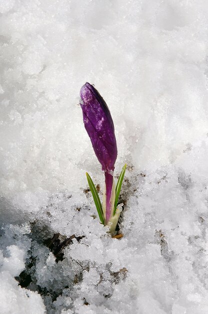 Crocus in fiore di primavera viola neve