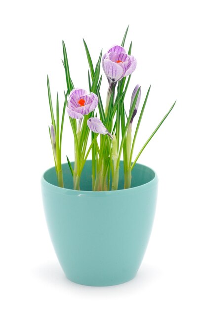 Crocus in un vaso da fiori