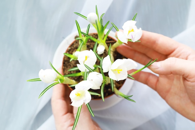 Crocus, plurale crochi o croci è un genere di piante da fiore della famiglia dell'iride. Un singolo croco, un mazzo di crochi, un prato pieno di crochi, croco in primo piano. Croco su sfondo bianco.