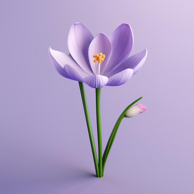 Crocus Sativus su uno sfondo solido