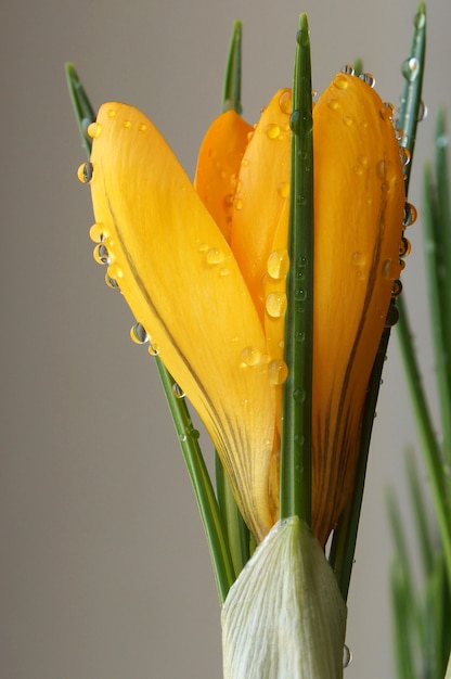 Crocus su un grigio, gocce d'acqua