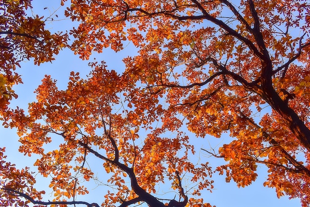 Croes di alberi con fogliame autunnale contro il cielo