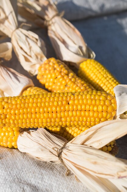 Crop pannocchie maturi di mais organico e fresco giallo