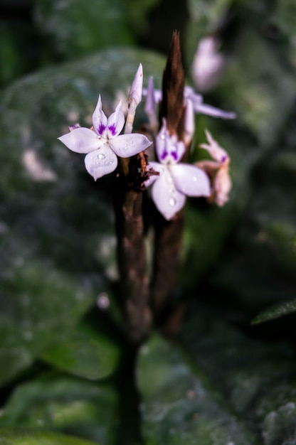 Crossandra Guineensis