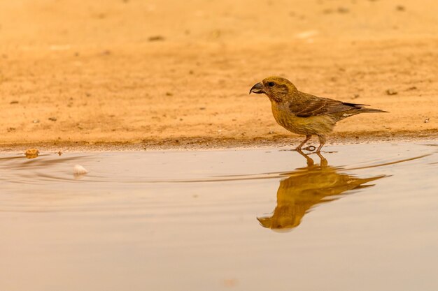 Crossbill o Loxia curvirostra riflessa in una primavera dorata