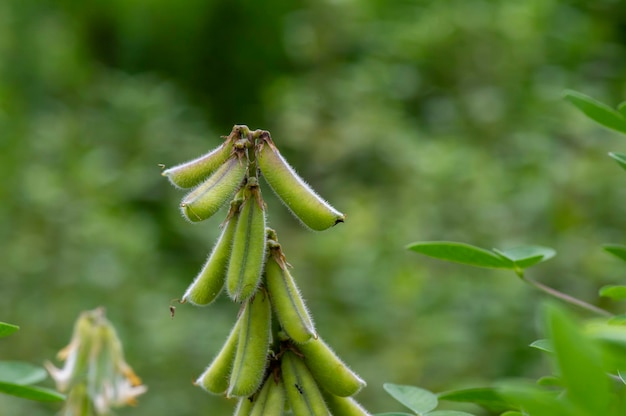 Crotalaria longirostrata il chipilin Crotalaria pallida semi e foglie