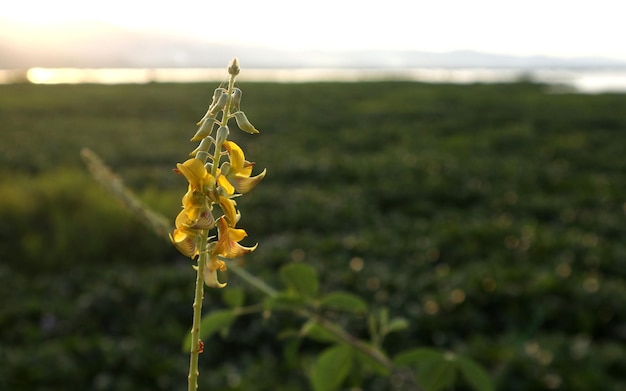 crotalaria striata. La bellezza dei fiori in riva al lago