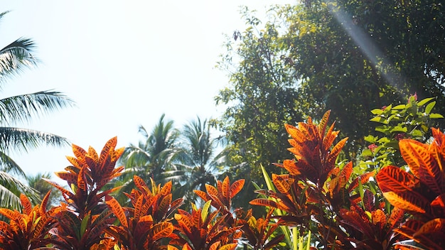 Croton, alloro variegato, primo piano di foglia di croton, pianta in thailandia, foglie di croton sotto il sole e il cielo luminoso. Sfondo di foglie colorate di Croton
