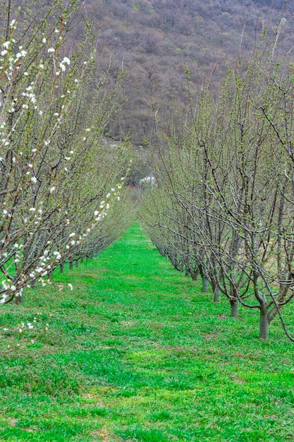 Crudo di meli nel frutteto in primavera. agricoltura