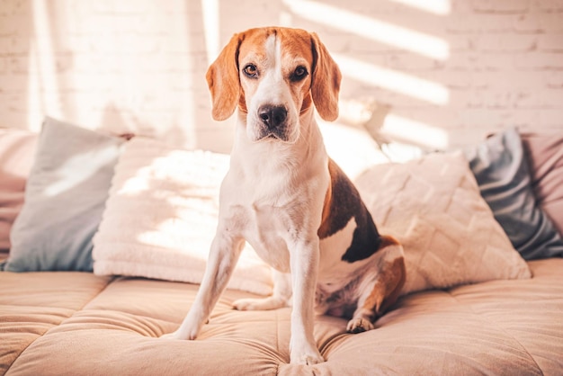 Cuccino beagle sul letto in una stanza luminosa e soleggiata