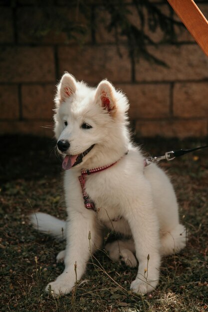 Cuccino bianco seduto nel cortile concept di animali domestici carini