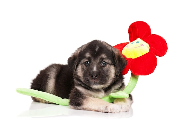 Cuccino carino di 15 mesi con un fiore giocattolo su uno sfondo bianco