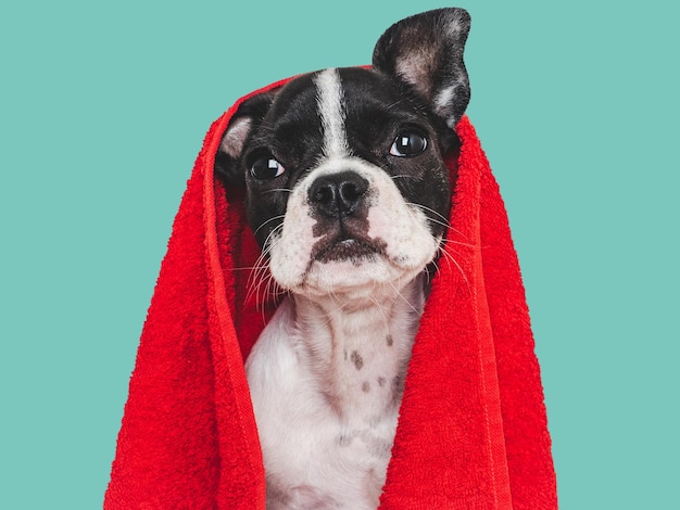 Cuccino carino e asciugamano rosso Cane da toeletta