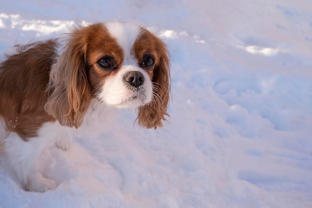 Cuccino carino nella neve in inverno Cavalier King Charles Spaniel animale domestico nella neve