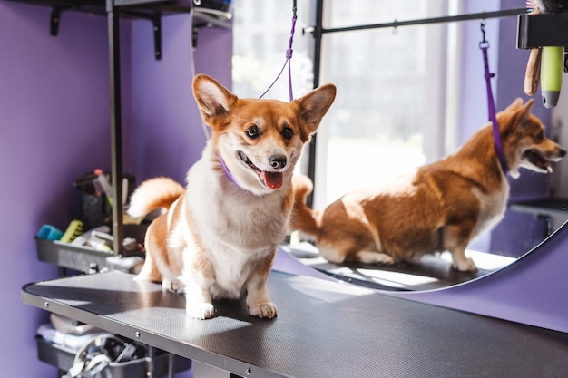 Cuccino Corgi seduto sul tavolo all'interno del salone di pulizia viola