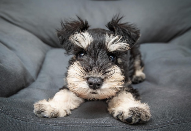 Cuccino di schnauzer in miniatura giocoso