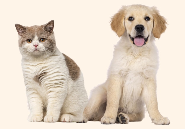 Cuccino e gatto seduti fianco a fianco su uno sfondo chiaro in perfetta armonia