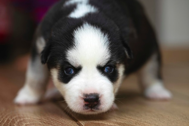 Cuccino Husky con occhi blu sorprendenti