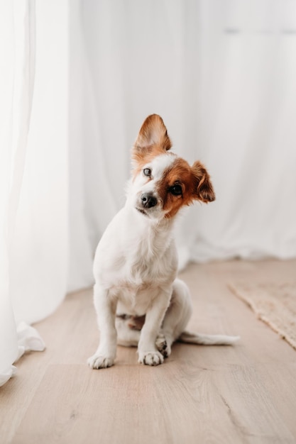 Cuccino Jack Russell seduto accanto alla finestra nella nuova casa
