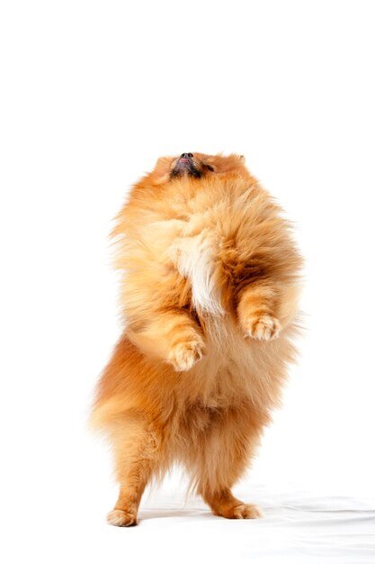 Cuccino pomeraniano che cammina su due gambe su sfondo bianco
