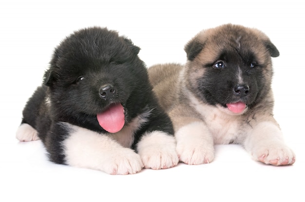 cuccioli american akita