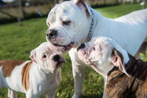 Cuccioli americani del bulldog che giocano in natura