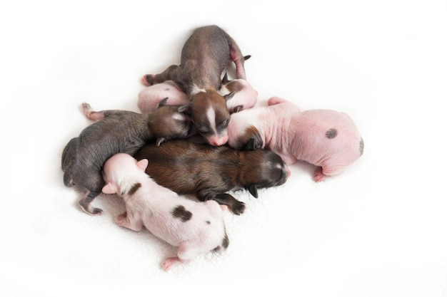 Cuccioli appena nati Cane crestato cinese che succhia il latte materno